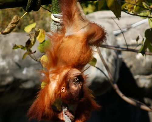 animal-animal-photography-baby-orangutan-2083277 (1)