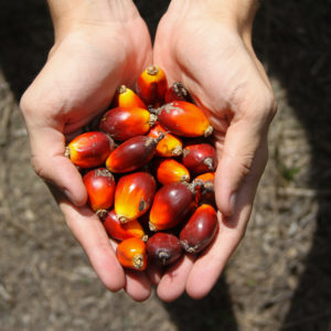 Hand holding a bunch of palm fruit with ground background.