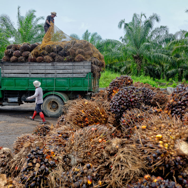 Plantation workers prepare to unload freshly harvested oil palm fruit bunches at a collection point.